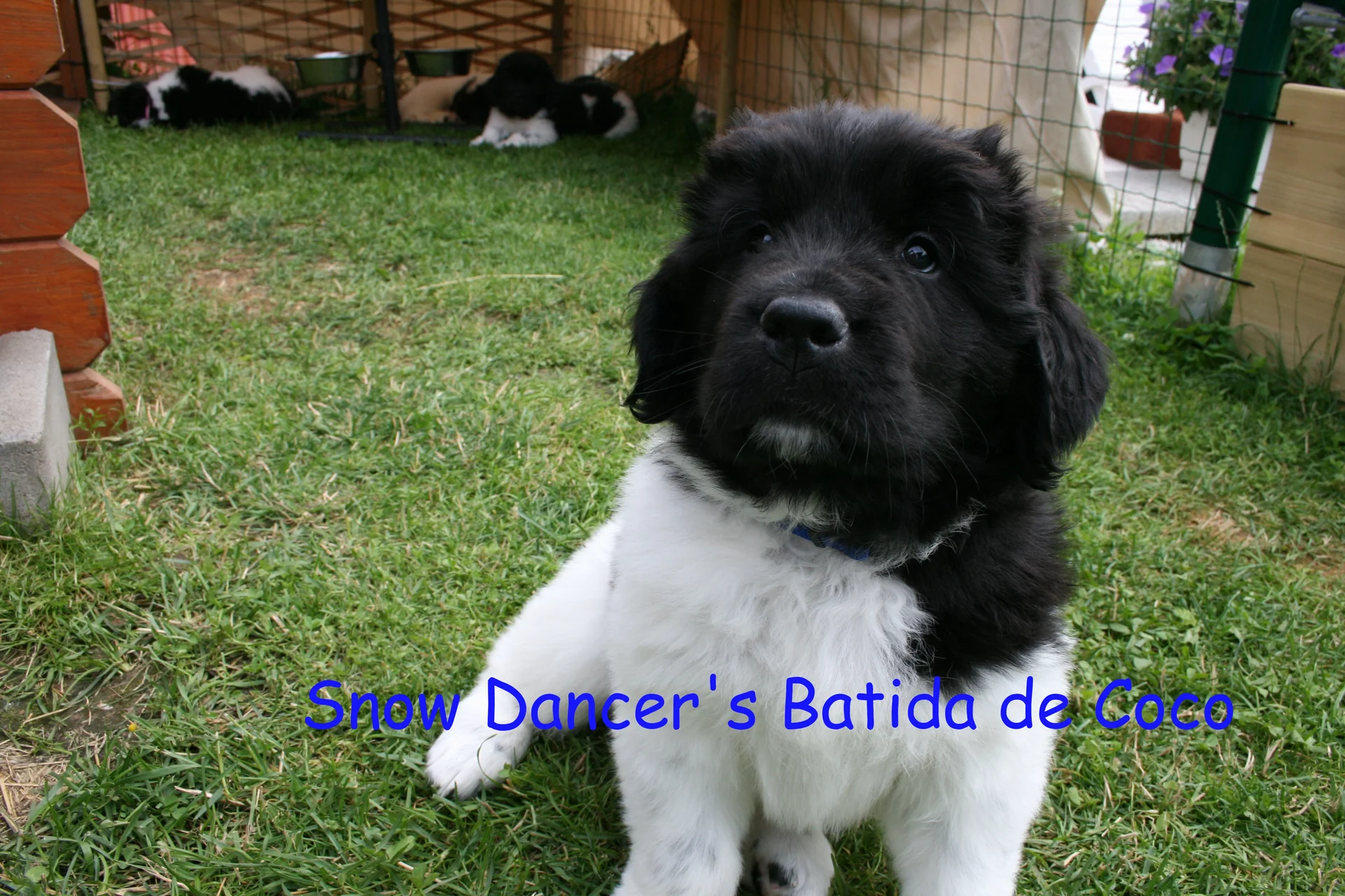 Snow Dancer's Batida de Coco