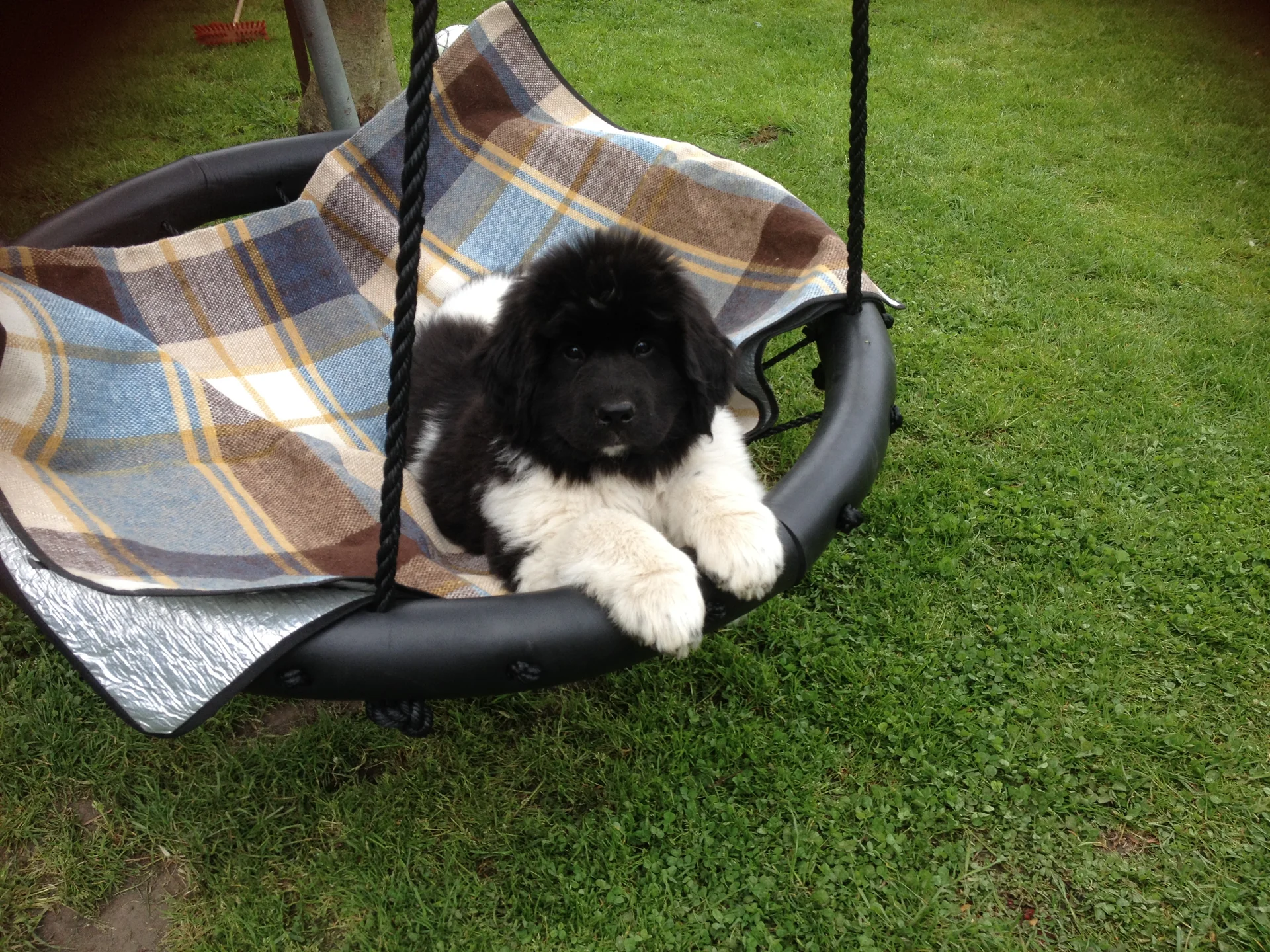 Chinou auf der Schaukel – Neufundländer beim Spielen