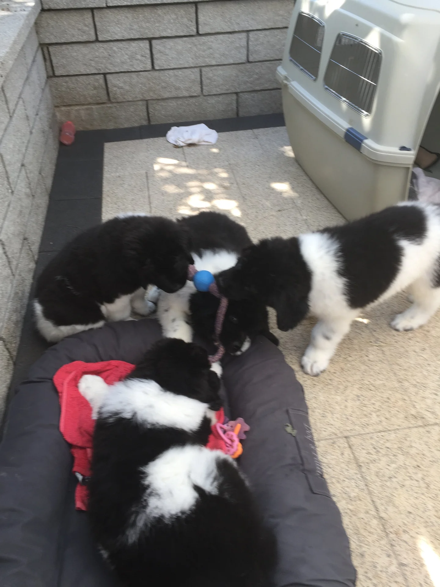 D-Wurf Welpen draußen