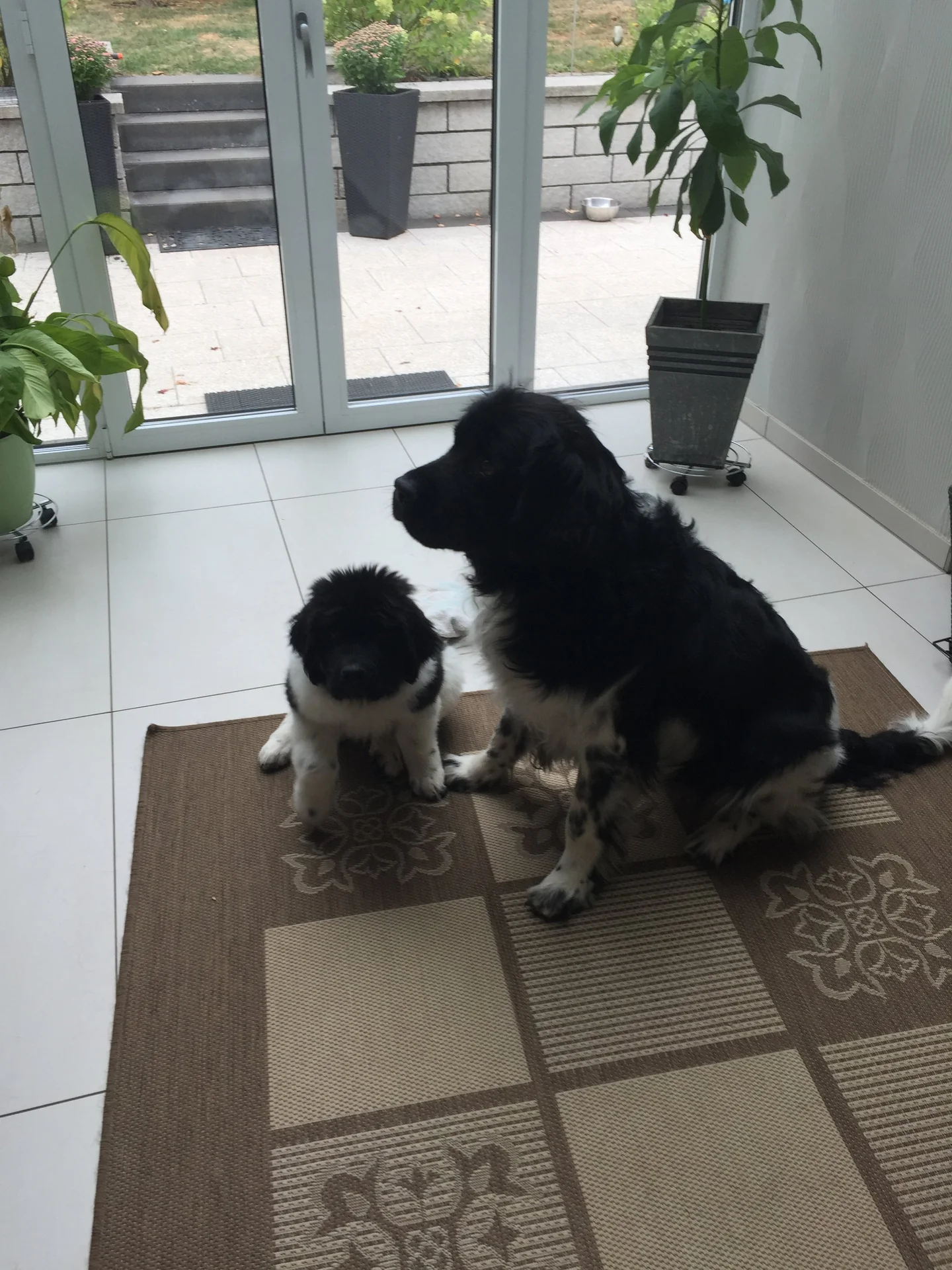 Coco mit D-Wurf Welpe