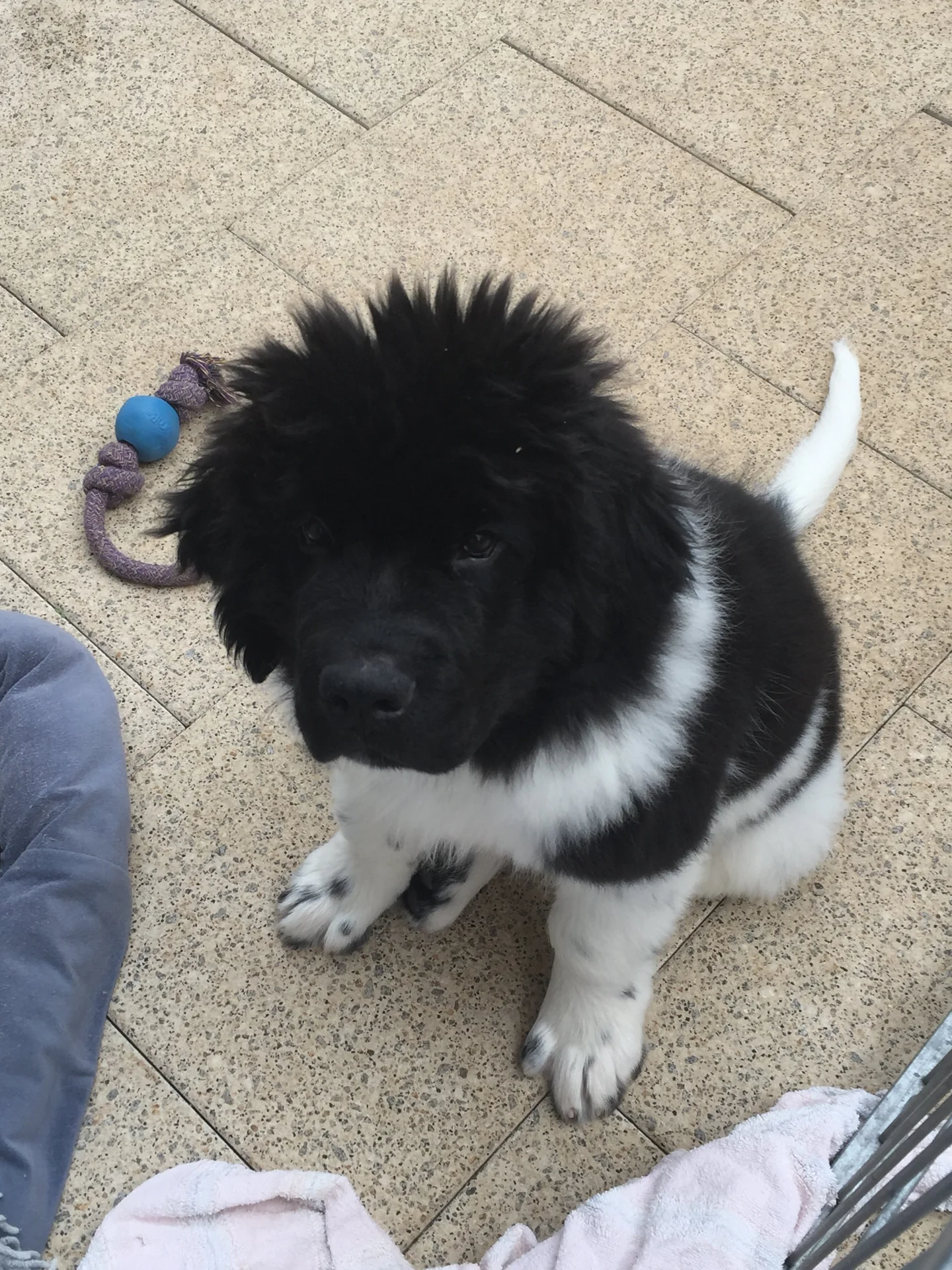 D-Wurf Welpe mit Ball