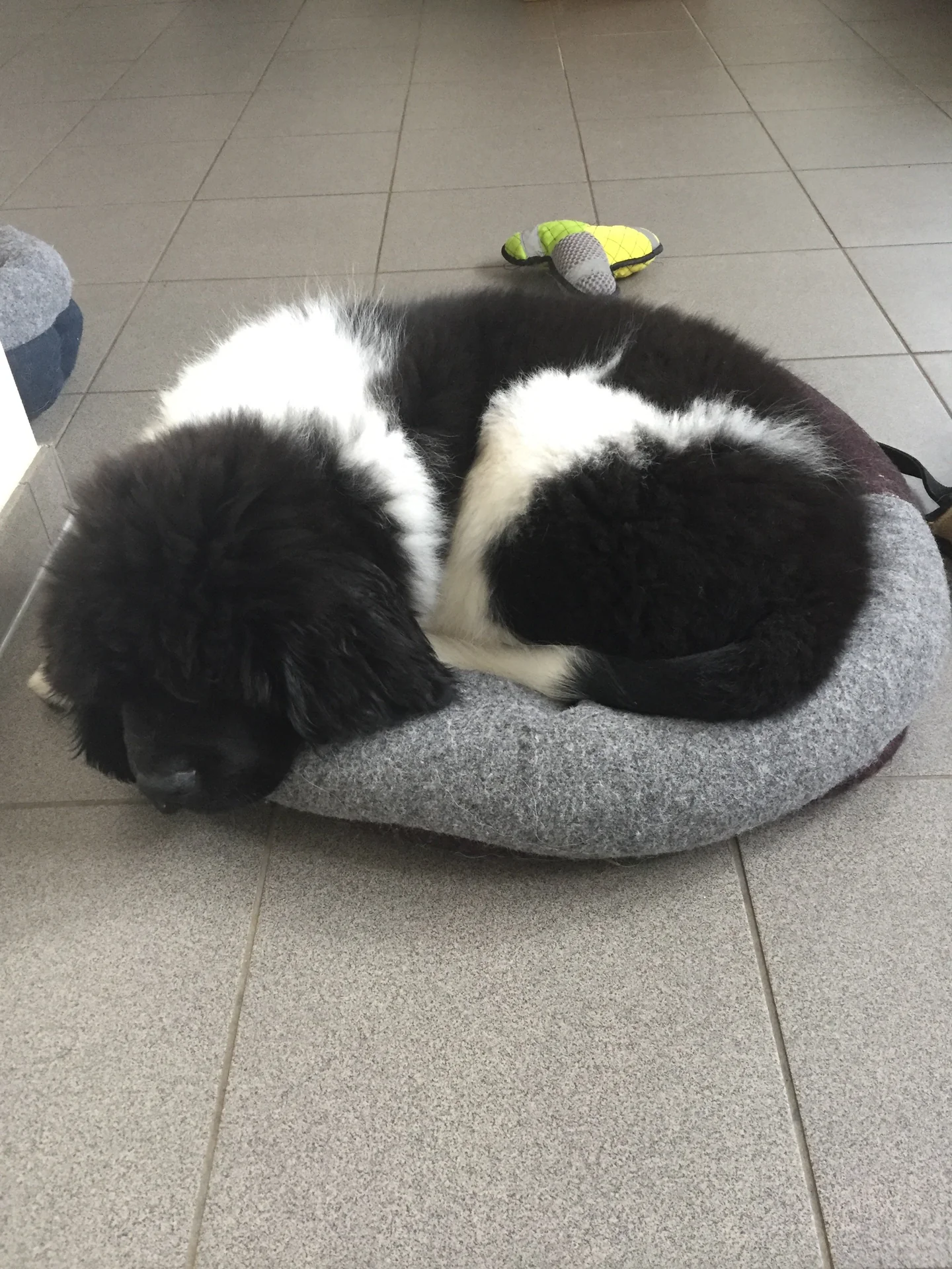 D-Wurf Welpen im Körbchen