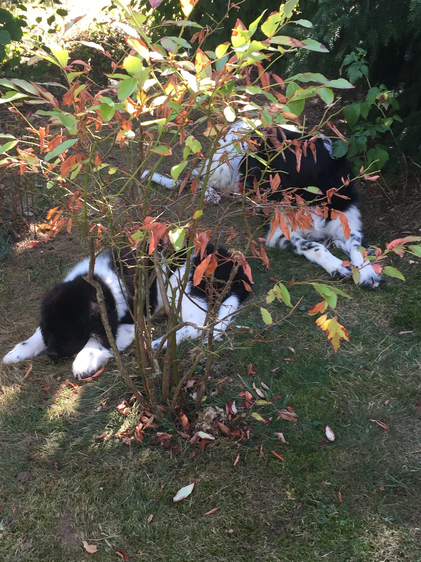 D-Wurf Welpen im Garten