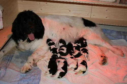 Easy an der Milchbar