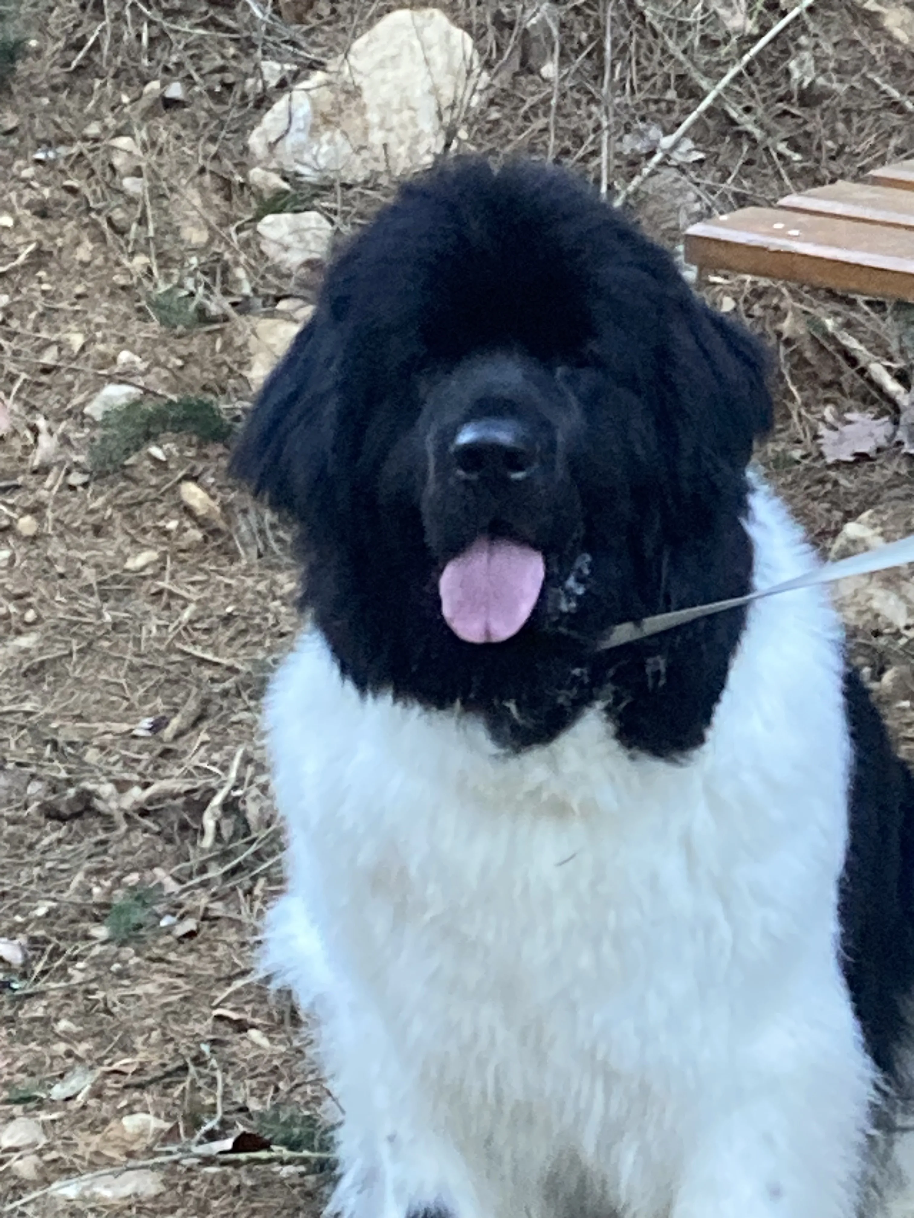 Wendy mit Zunge raus