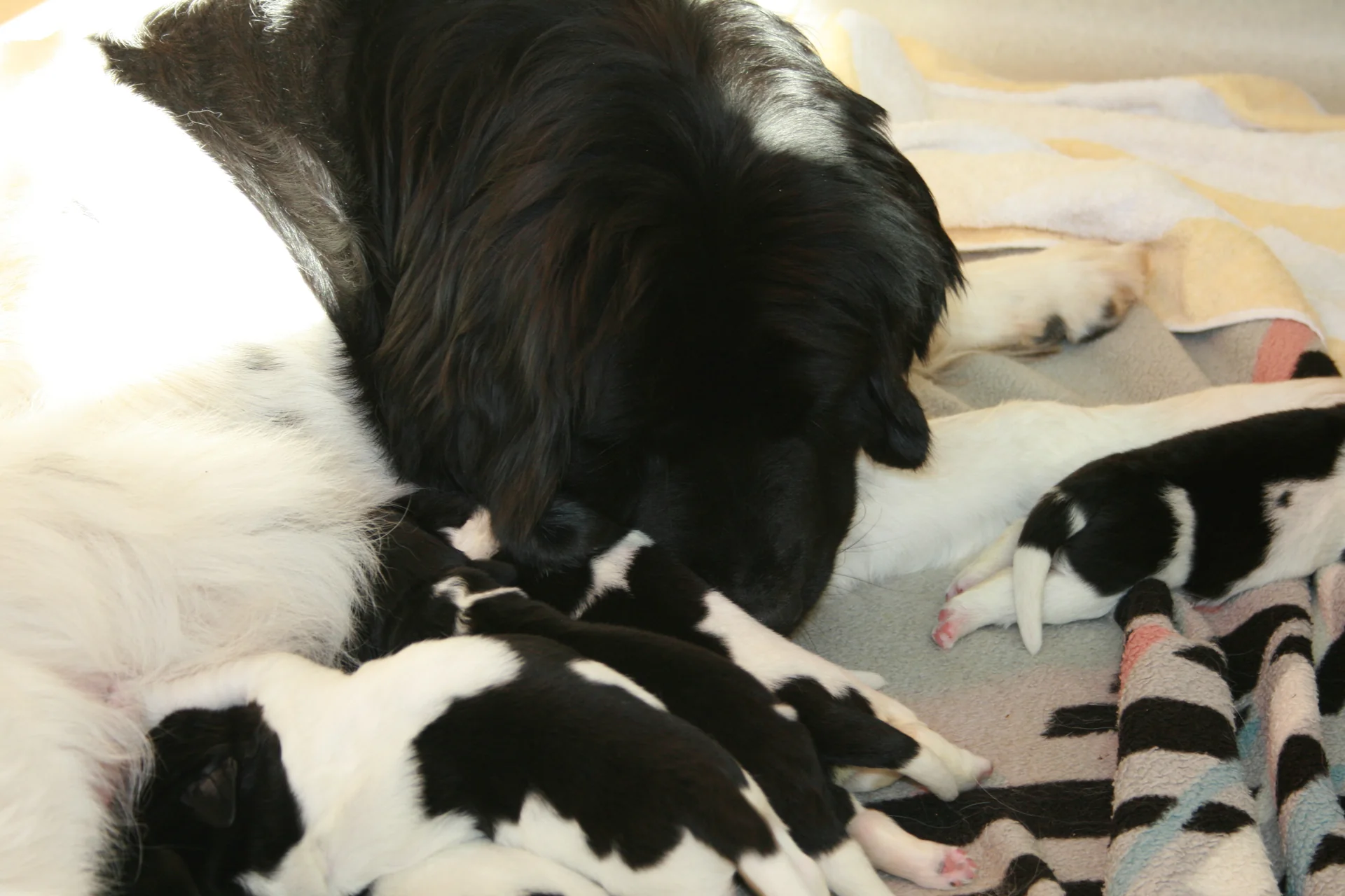 Easy mit A-Wurf Welpen