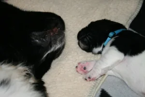 Easy und Dream Dancer